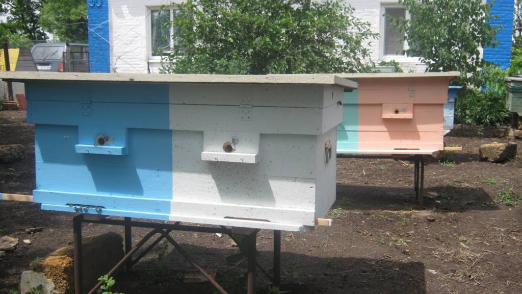 Двухматочное содержание пчел: советы и методы