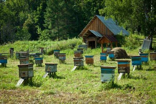 Какие существуют методы пчеловождения?