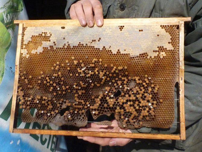 Пчеловодство, как бизнес: этапы организации