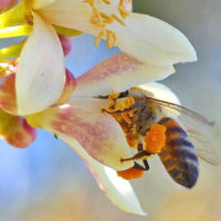 32228 Свойства пчелиной пыльцы и ее применение