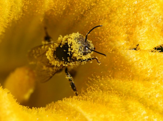 Свойства пчелиной пыльцы и ее применение