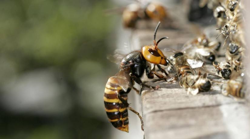 Враги пчел, кого стоит опасаться?
