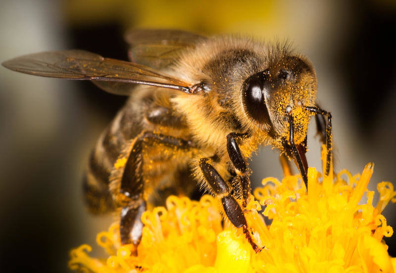 Как пчелы производят мед