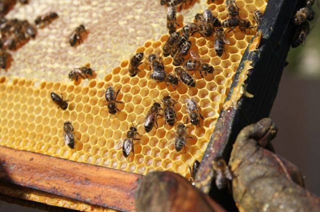 С чего начать разведение пчел?