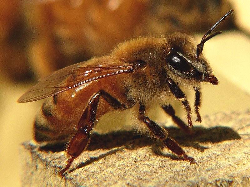 С чего начать разведение пчел?