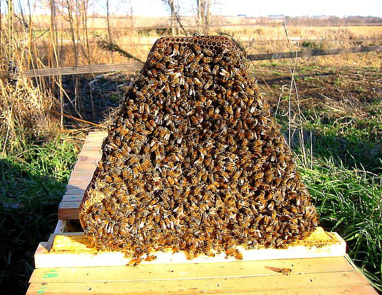 32269 Пчелиные соты: польза и вред
