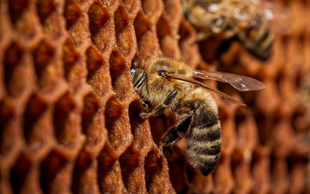 Пчелиные соты: польза и вред
