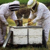 32316 Подкормка пчел. О корме для пчел