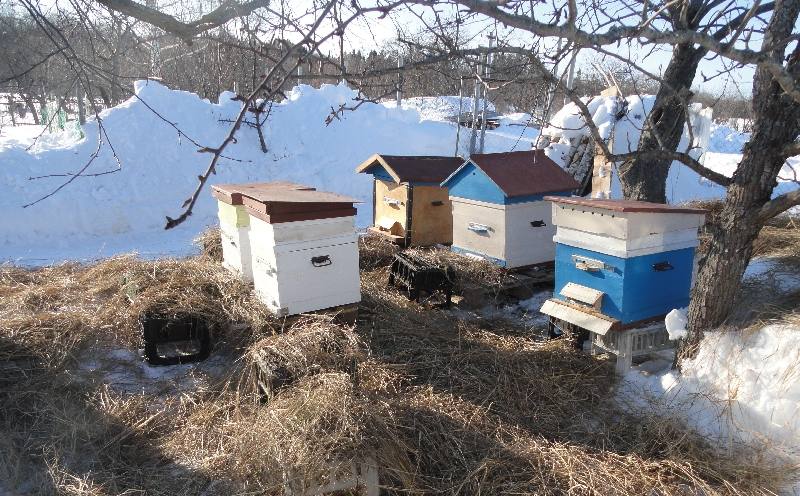 32337 Вывод пчел из зимовки: меры для слабых пчелиных семей