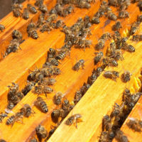 32344 Вывод из зимовки и проблемы в развитии пчелиных семей в двух царгах