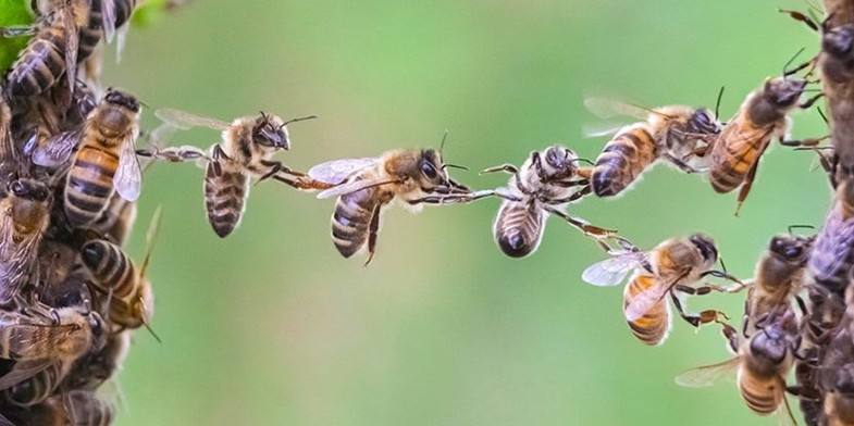 Все о пчелином рое: пчелиный рой и как предотвратить роение пчел