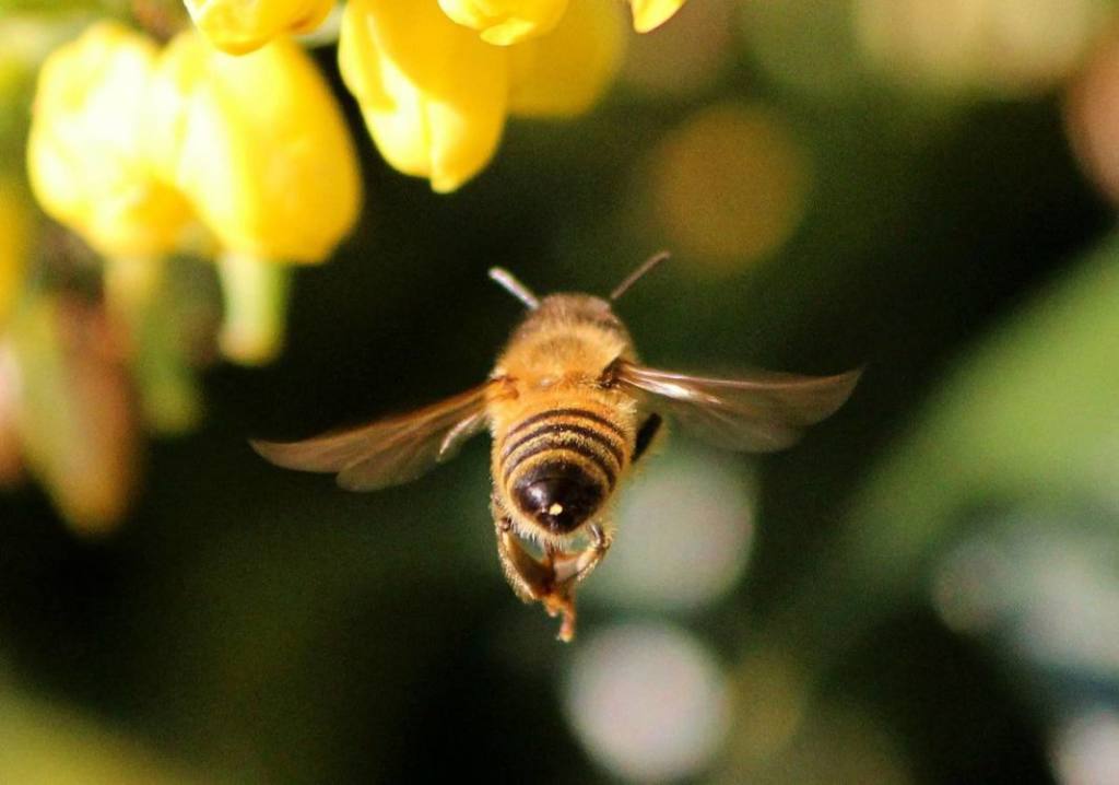 Все о пчелином рое: пчелиный рой и как предотвратить роение пчел
