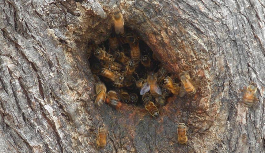 Вывод из зимовки и проблемы в развитии пчелиных семей в одной царге