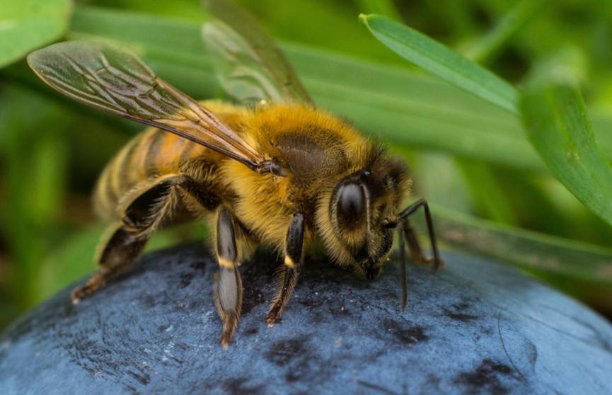 Вывод из зимовки и проблемы в развитии пчелиных семей в одной царге