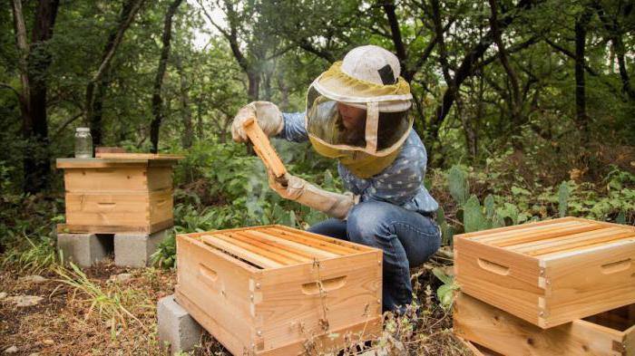 Как проводить роение пчелиных семей