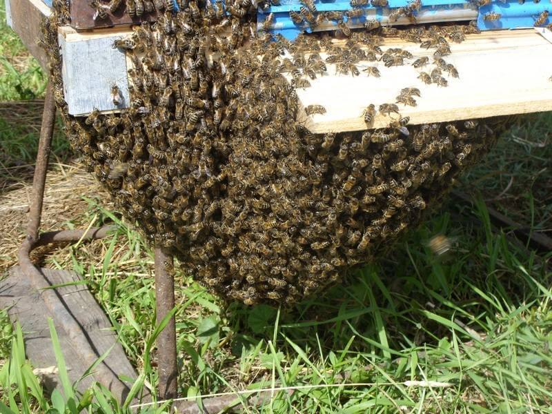 Как проводить роение пчелиных семей