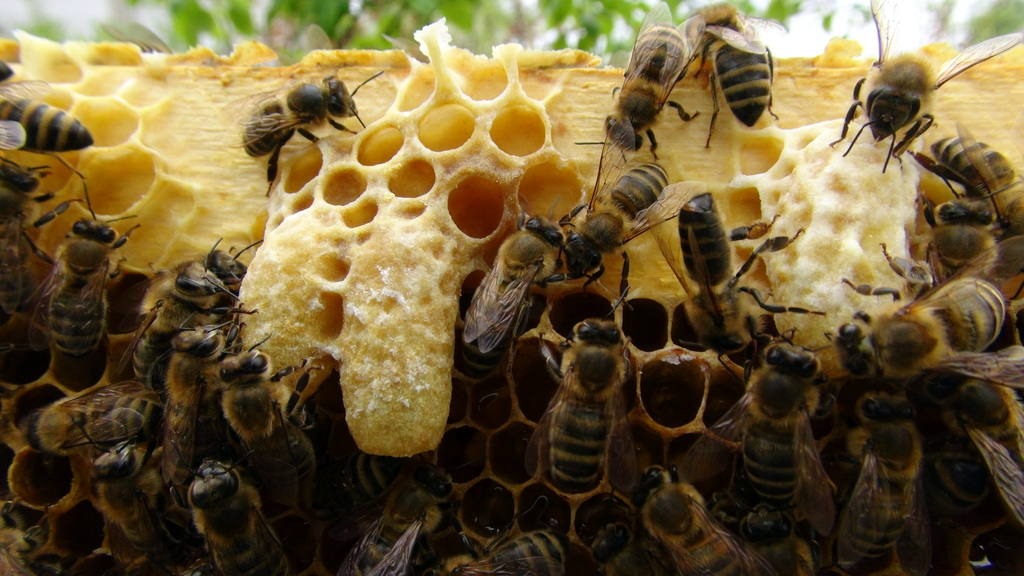 Неплодные матки и маточники пчел