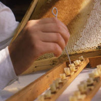 32464 Неплодные матки и маточники пчел