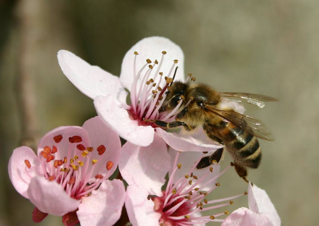 Пчелы в природе и история пчеловодства