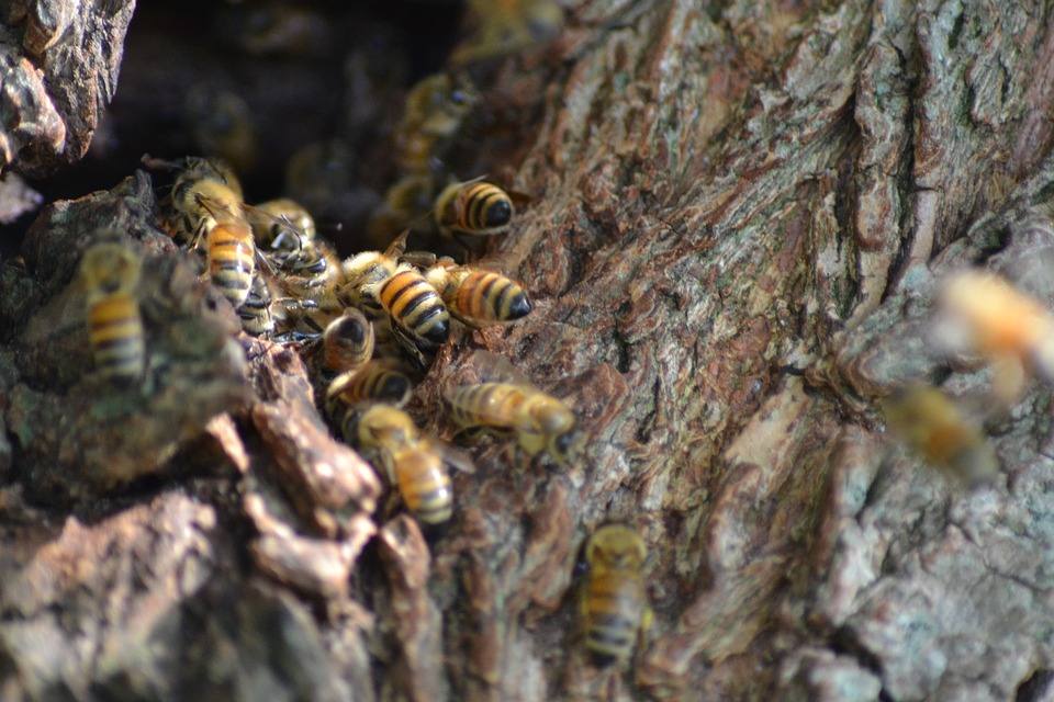 Пчелы в природе и история пчеловодства