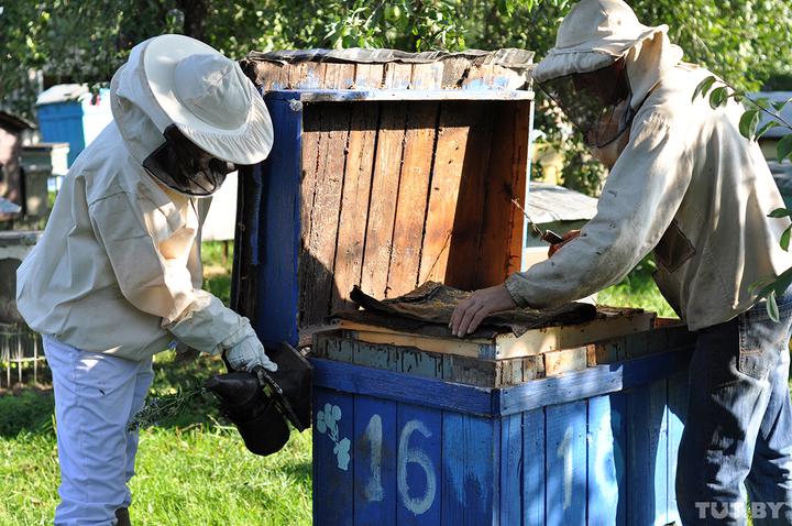 Пчеловодство как бизнес и как хобби