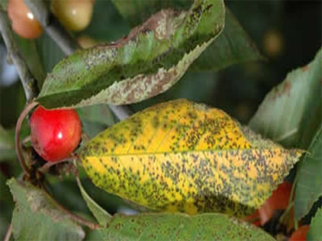 Коккомикоз вишни – как эффективно и быстро вылечить дерево
