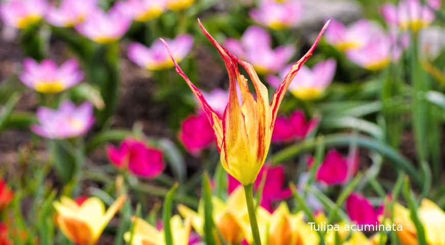 Август — самое время выбирать, какие сорта тюльпанов у вас будут цвести весной