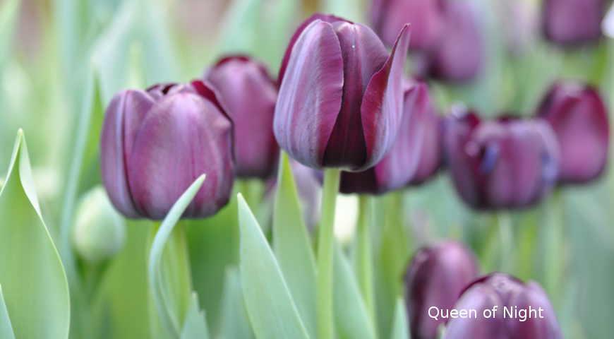 Август &#8212; самое время выбирать, какие сорта тюльпанов у вас будут цвести весной