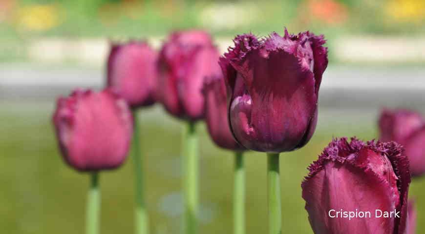 Август &#8212; самое время выбирать, какие сорта тюльпанов у вас будут цвести весной