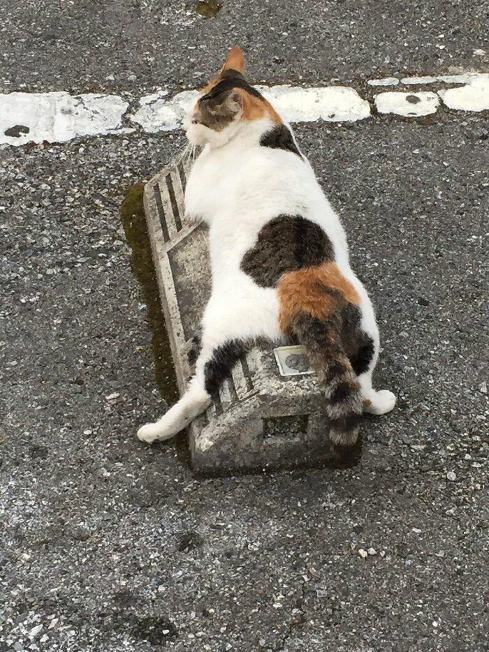 Кошки в Японии используют парковочные барьеры как подушки, и это выглядит очень забавно