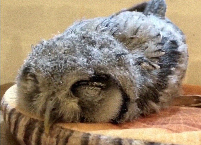 Некоторые совы спят лицом вниз и вытянув ноги: 12 забавных фото