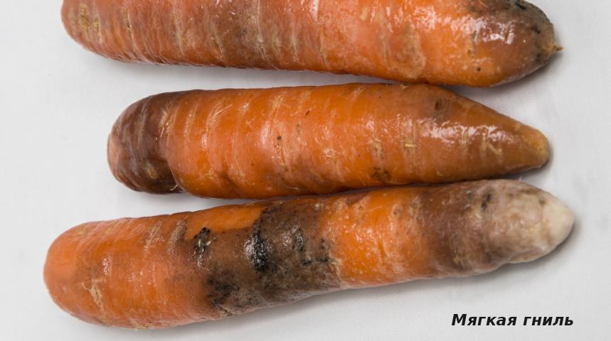 37135 Что случилось с морковью? Проблемы с урожаем