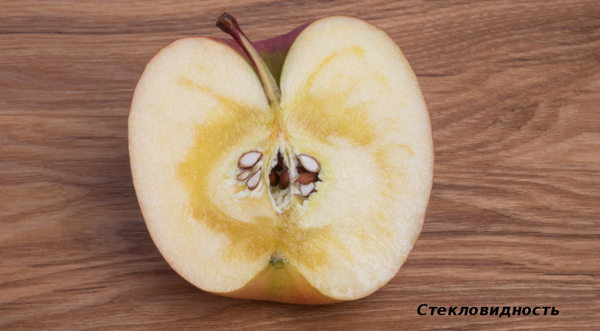Диагноз по урожаю яблок: что случилось с яблоками?
