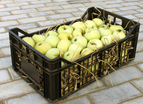 Как сохранить урожай яблок до Нового года?