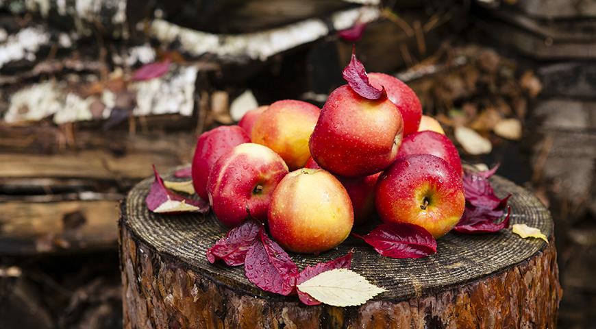 Как сохранить урожай яблок до Нового года?