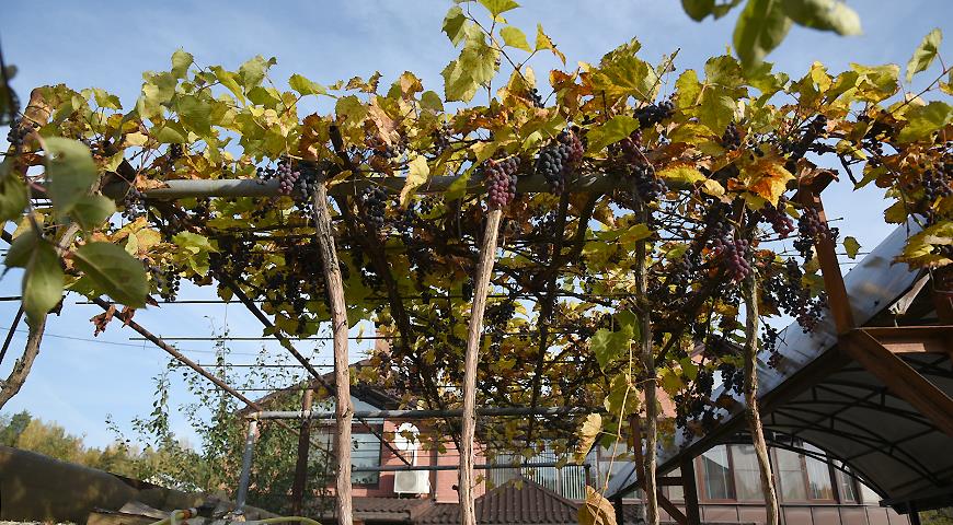 Обрезка винограда от НЕ профессионала дачника: личный опыт или 10 лет с урожаем