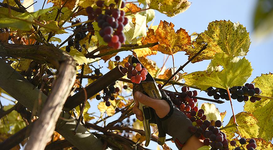 Обрезка винограда от НЕ профессионала дачника: личный опыт или 10 лет с урожаем