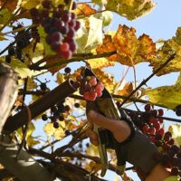 38380 Обрезка винограда от НЕ профессионала дачника: личный опыт или 10 лет с урожаем