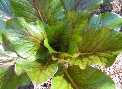 Редкие и уникальные растения для вашего сада &#8212; кардиокринум Глена: секреты выращивания