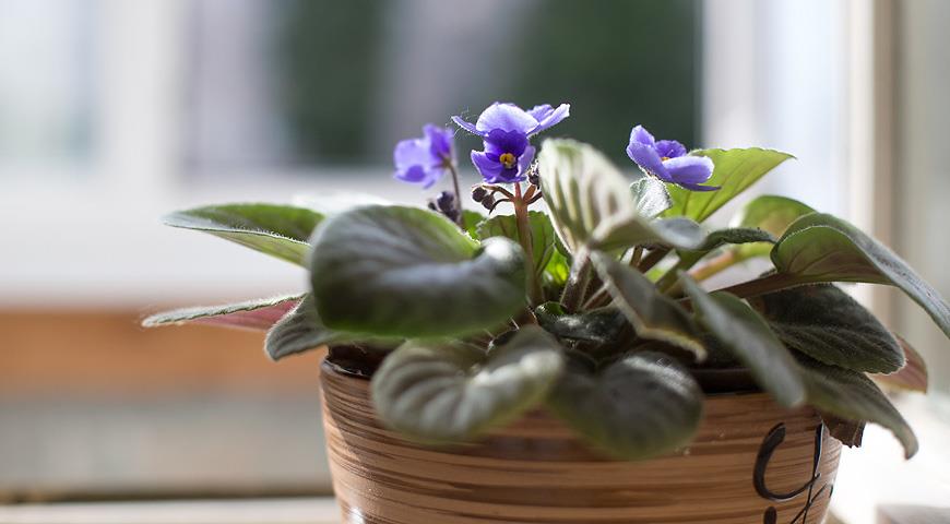 Осень-зима: как избежать ошибок в уходе за комнатными растениями