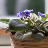 39818 Осень-зима: как избежать ошибок в уходе за комнатными растениями