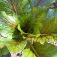 40075 Редкие и уникальные растения для вашего сада - кардиокринум Глена: секреты выращивания