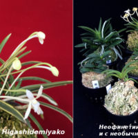 40738 Самая любимая японцами орхидея - неофинетия серповидная, или орхидея самураев