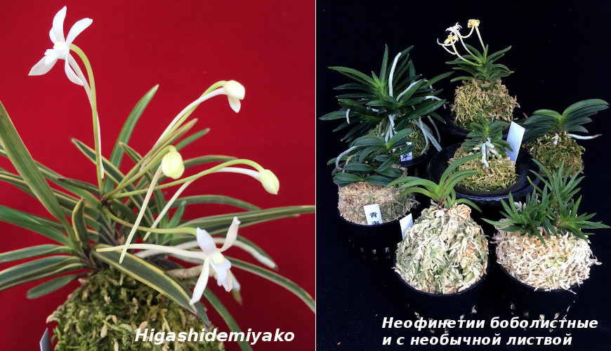 Самая любимая японцами орхидея — неофинетия серповидная, или орхидея самураев
