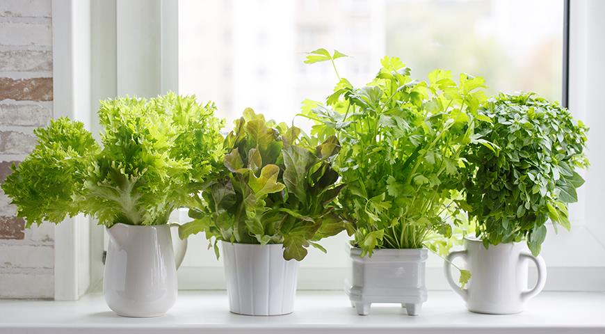 Самые подходящие растения для кухни