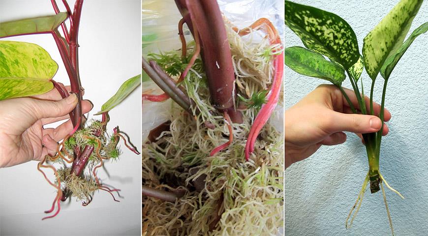 Как правильно омолодить и размножить комнатные растения из представителей ароидных