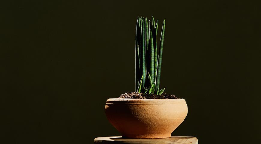 Сансевьера, щучий хвост или тещин язык &#8212; самое неубиваемое растение для вашего дома