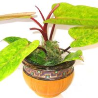 41116 Как правильно омолодить и размножить комнатные растения из представителей ароидных