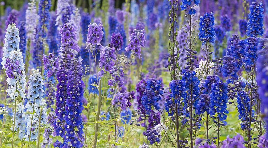 Синие цветы: какие растения можно посадить в синий цветник? ТОП-25 цветов синего цвета