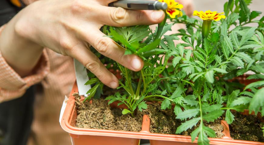 Какие хитрости помогут правильно покупать растения и готовую рассаду в садовом центре и питомниках